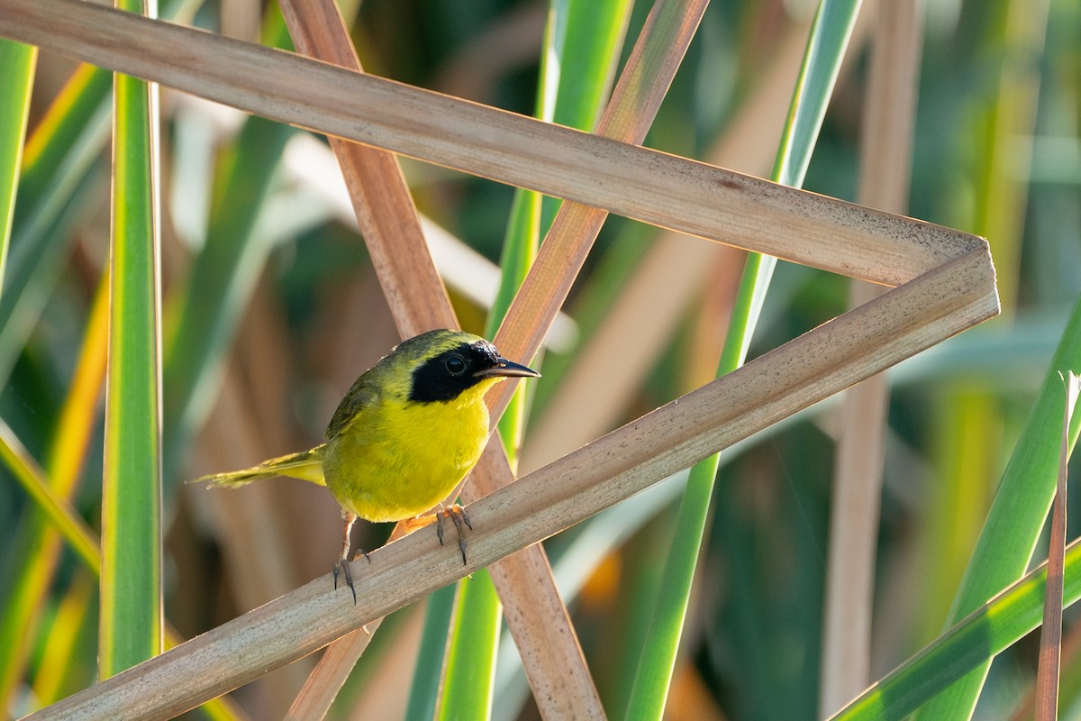Belding's Yellowthroat - ML592331151