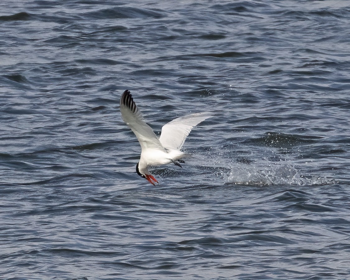 Caspian Tern - Mary Clausen