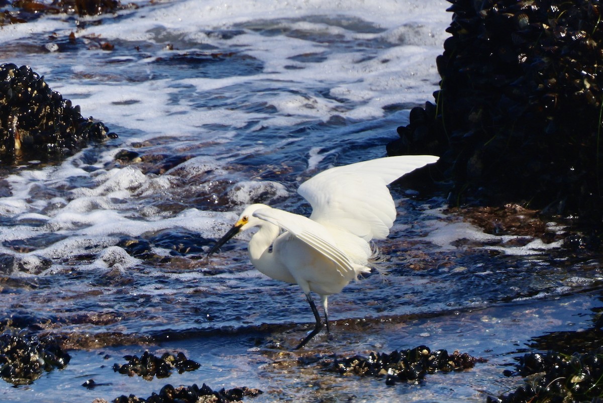 Snowy Egret - ML592333071