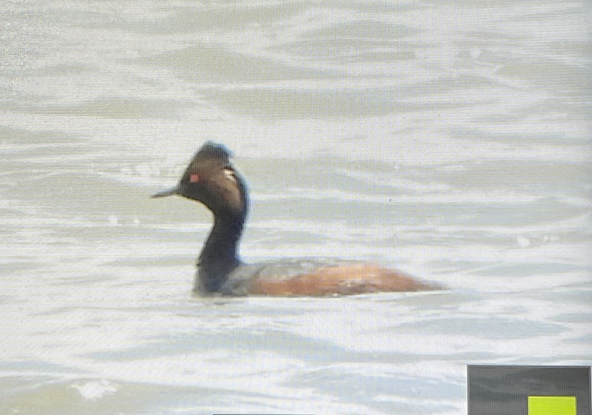 Eared Grebe - Jacob Tsikoyak