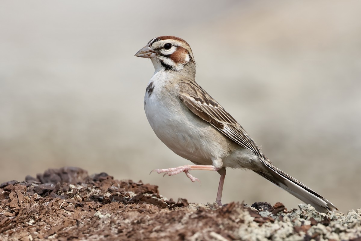 Lark Sparrow - Trevor Churchill