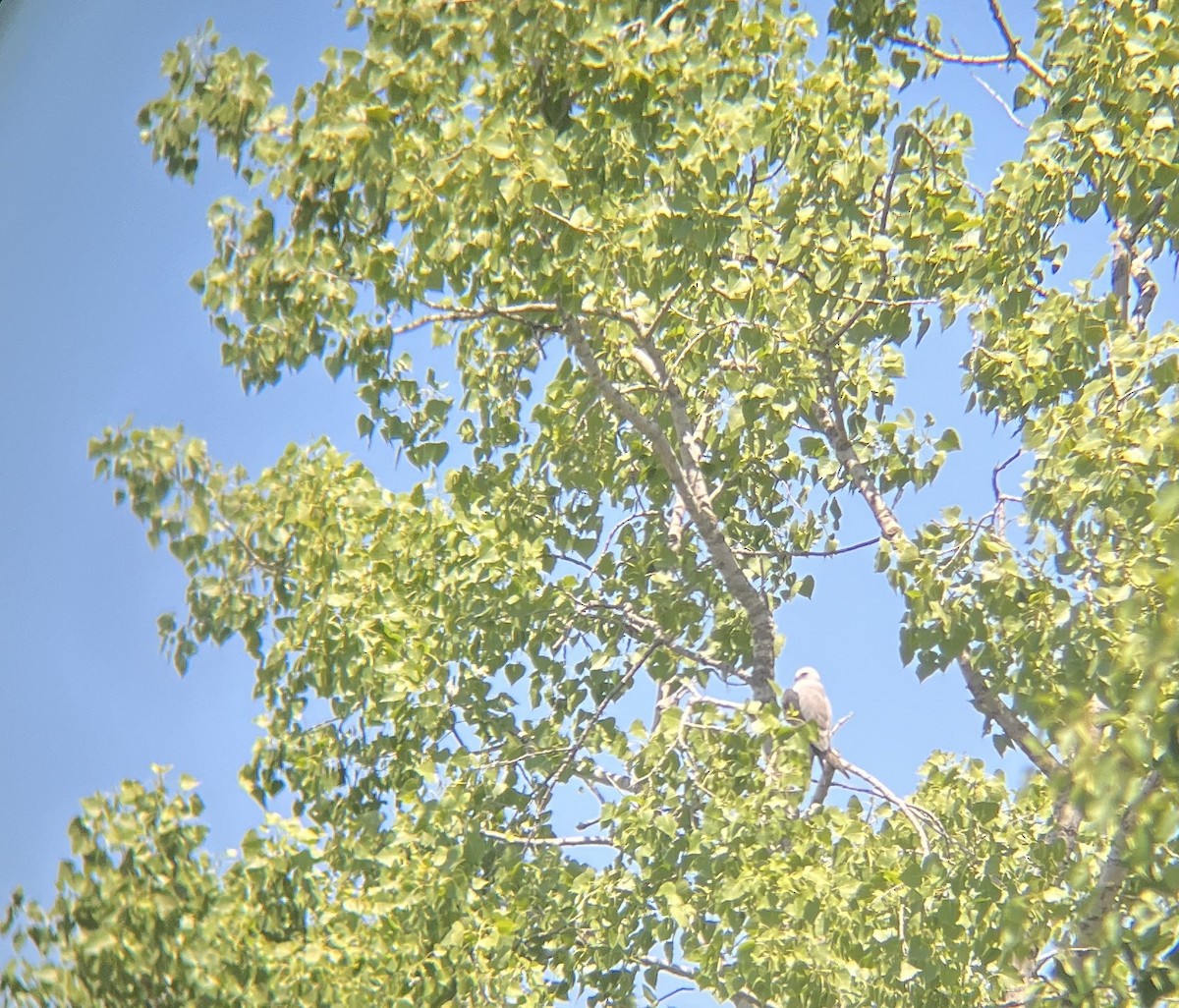 White-tailed Kite - ML592335951