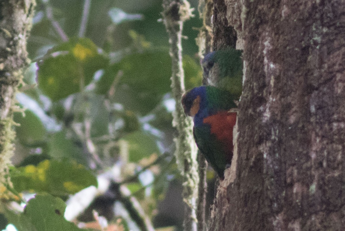 Red-breasted Pygmy-Parrot - ML592339311