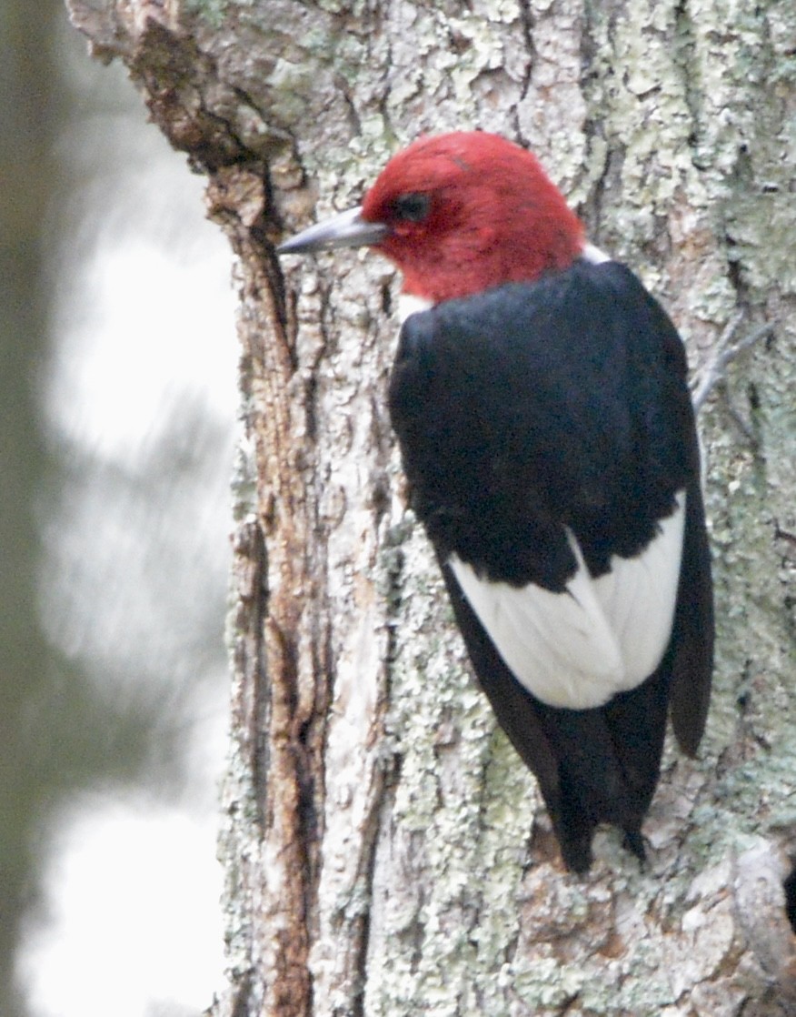 Red-headed Woodpecker - David Gersten