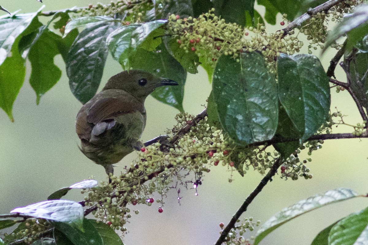 Loria's Satinbird - Doug Gochfeld