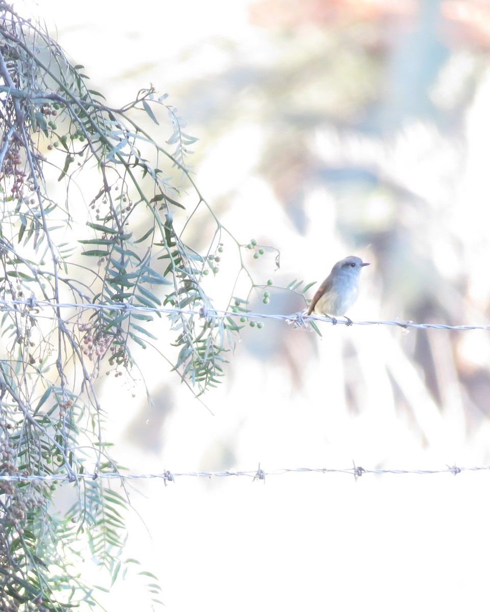 Patagonian Tyrant - ML592342601