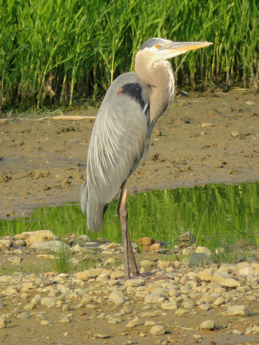 Great Blue Heron - ML592342651