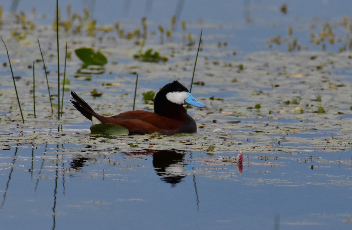 Ruddy Duck - ML592343301