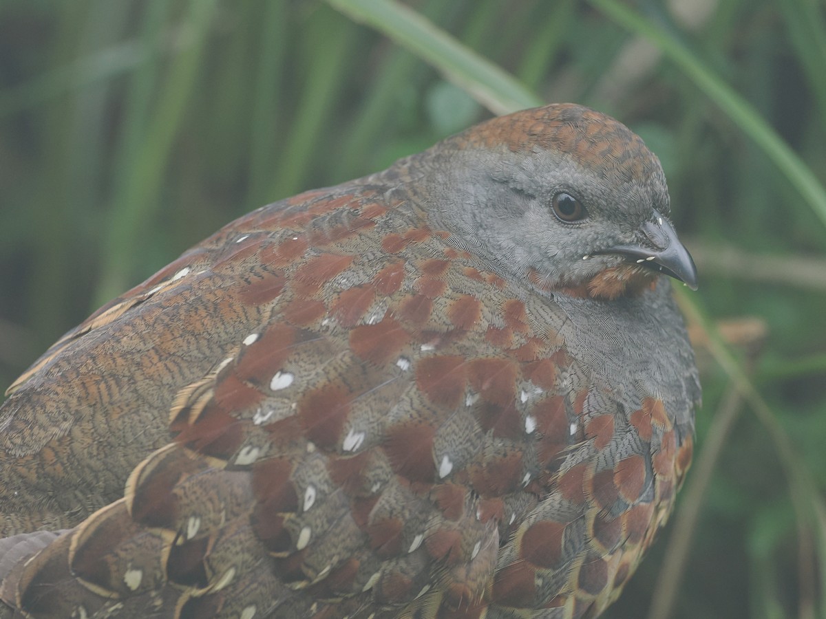 Taiwan Bamboo-Partridge - george parker