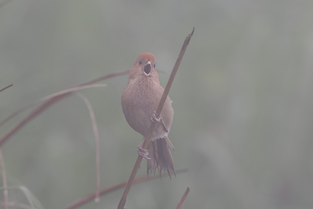 Vinous-throated Parrotbill - george parker