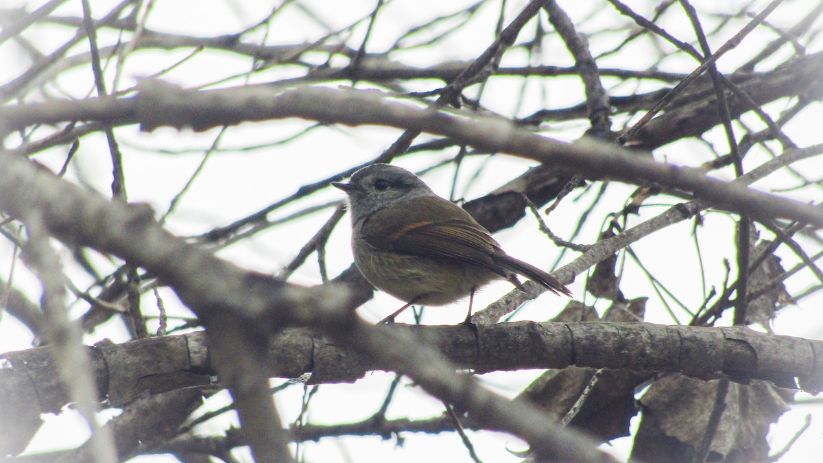 Patagonian Tyrant - ML592343871