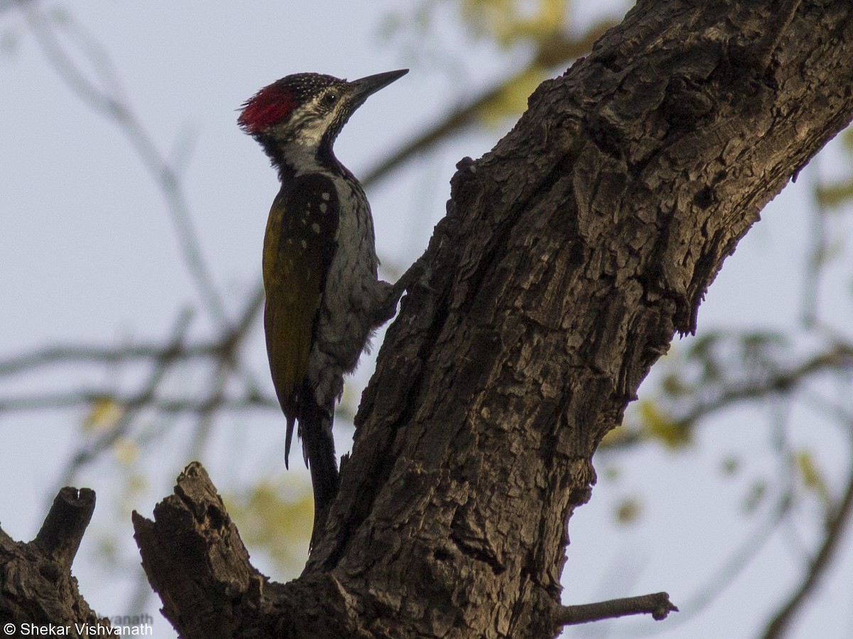 Black-rumped Flameback - Shekar Vishvanath