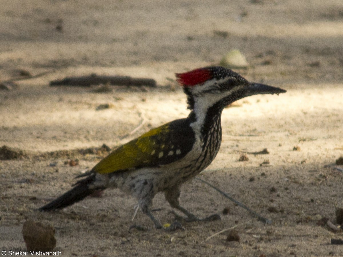 Black-rumped Flameback - Shekar Vishvanath