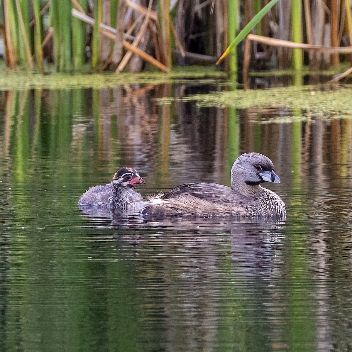 Pied-billed Grebe - Dan Vickers