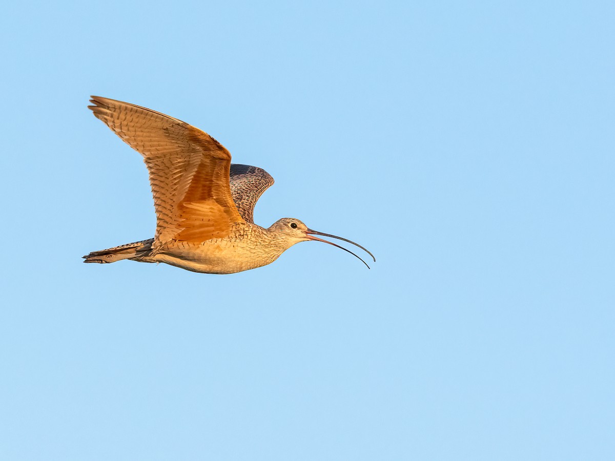 Long-billed Curlew - Steve Wickliffe