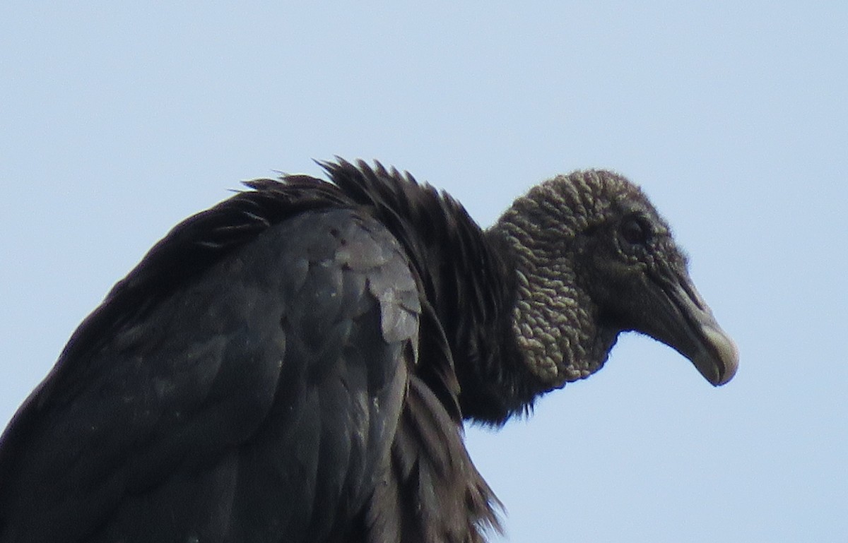 Black Vulture - ML592345601