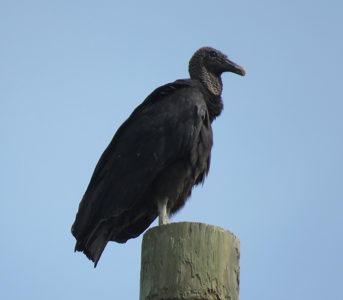 Black Vulture - ML592345611
