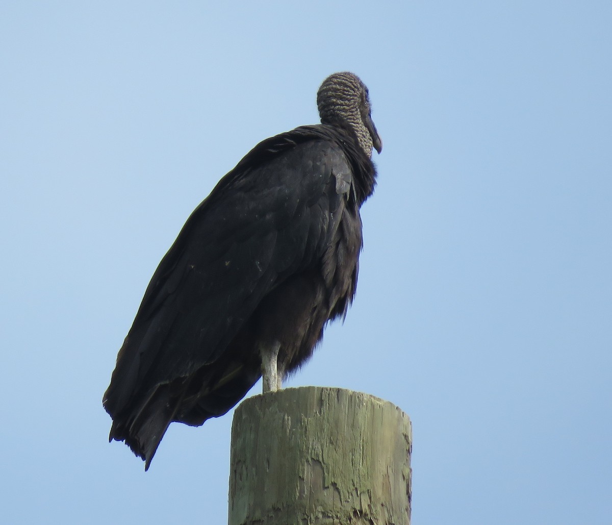 Black Vulture - ML592345621