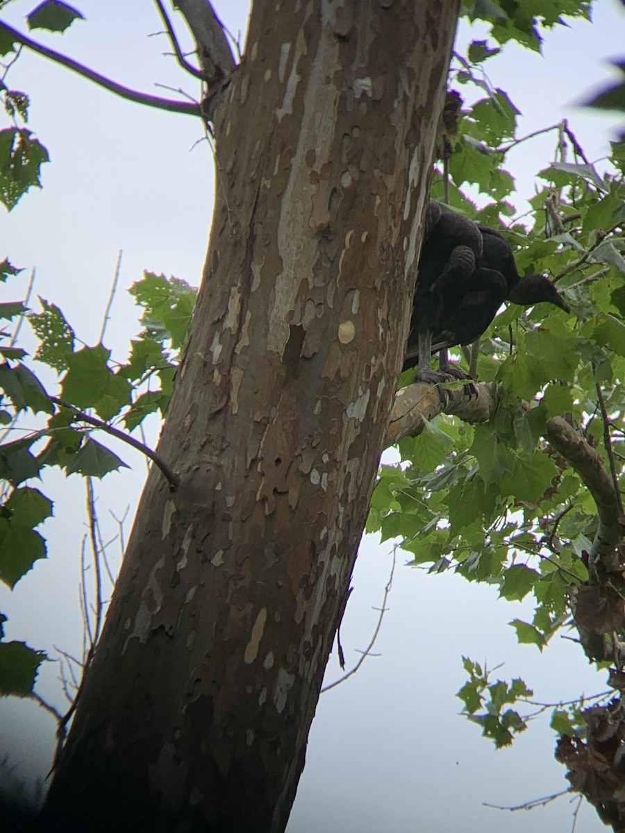 Black Vulture - ML592345911