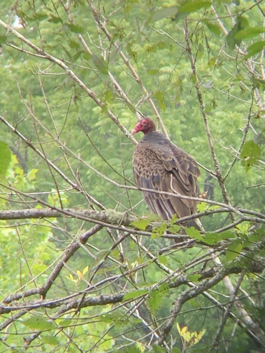 Turkey Vulture - Heather Mayer