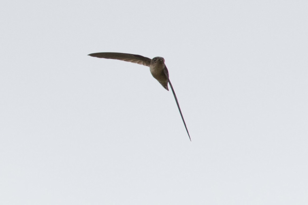 Mountain Swiftlet - ML592346221