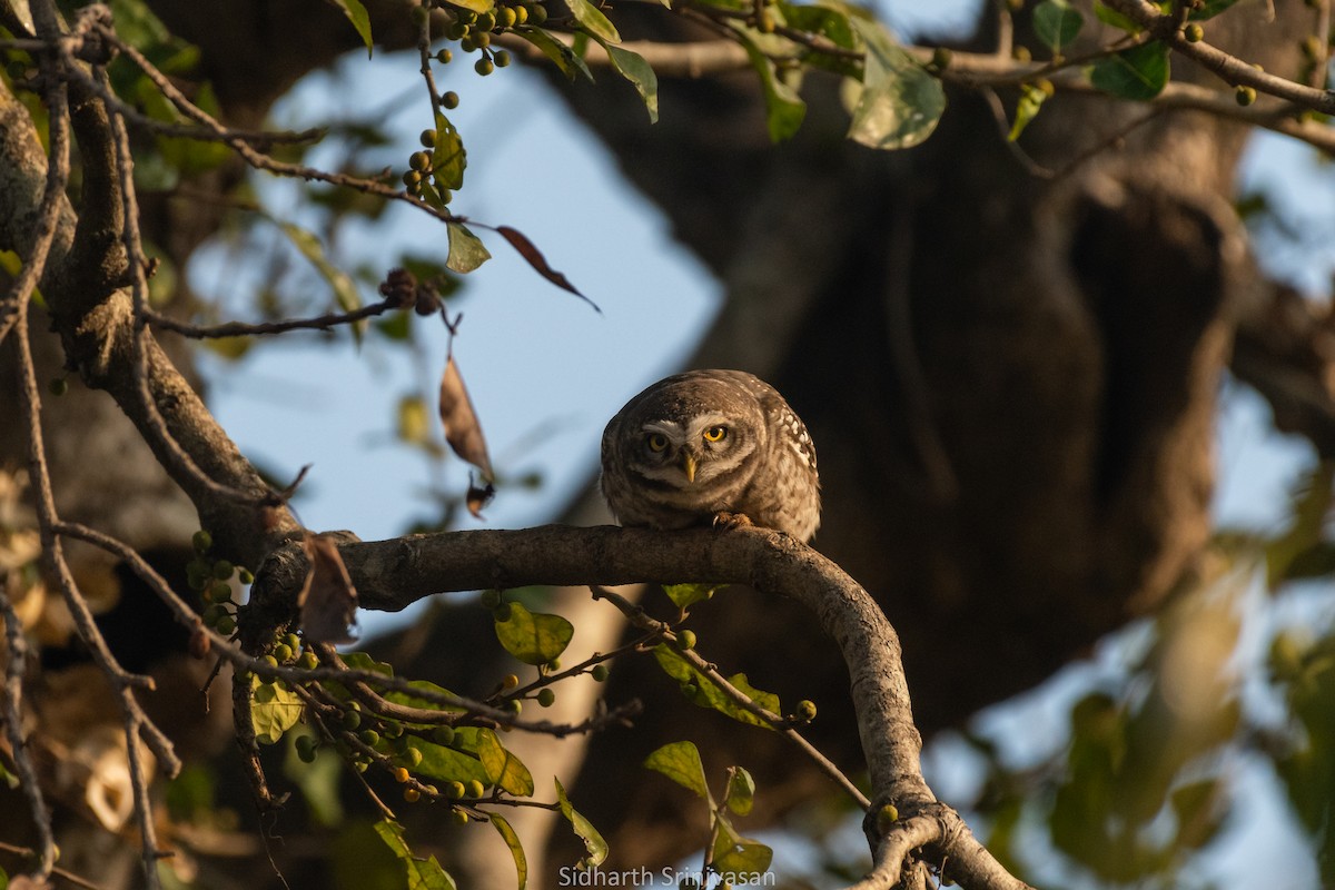 Spotted Owlet - Sidharth Srinivasan