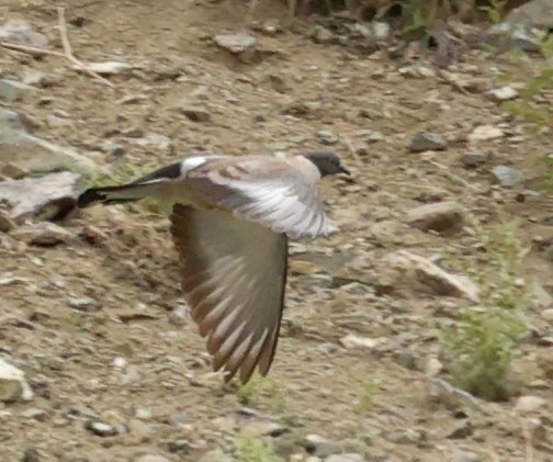 Pigeon des neiges - ML592346671