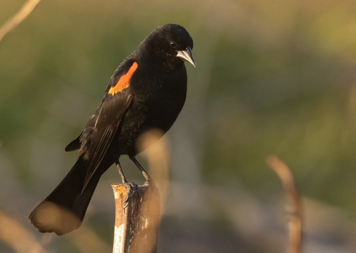 Red-winged Blackbird - ML592347481