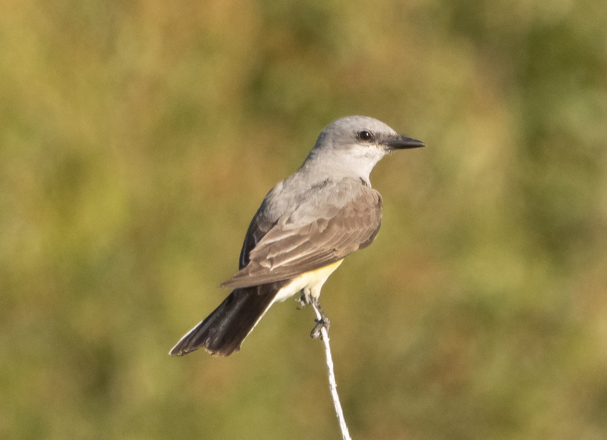 Western Kingbird - ML592347521