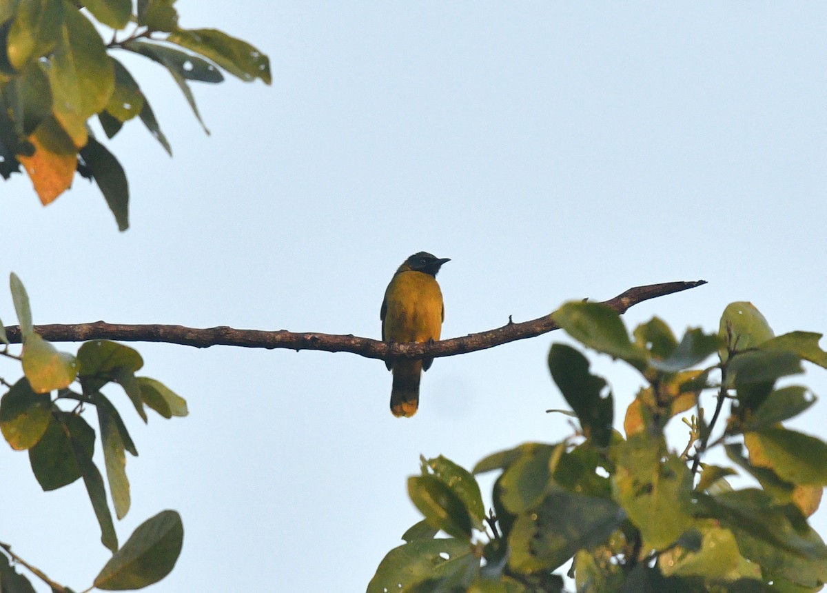 Bulbul Cabecinegro - ML592347541