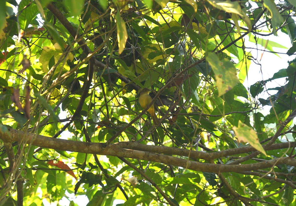 Cachar Bulbul - Rofikul Islam