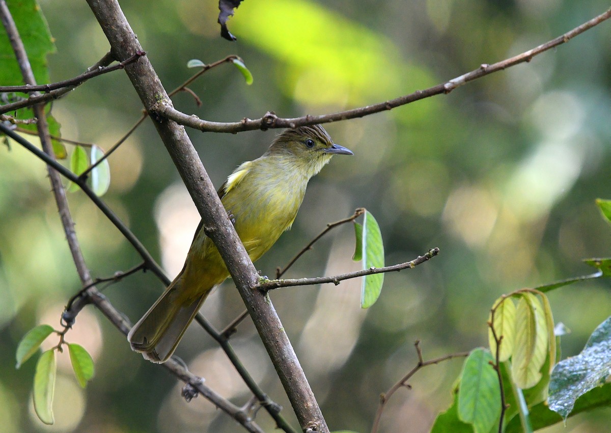 Cachar Bulbul - Rofikul Islam