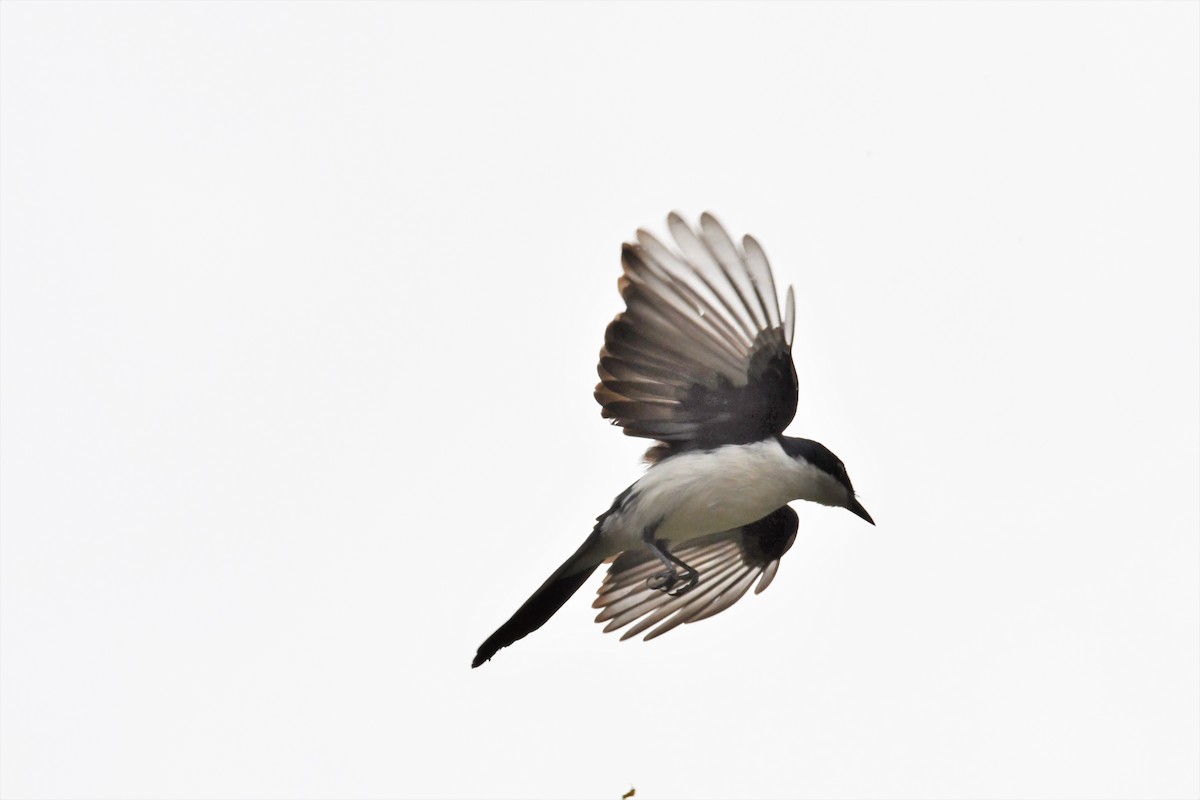 Paperbark Flycatcher - Nicholas Talbot