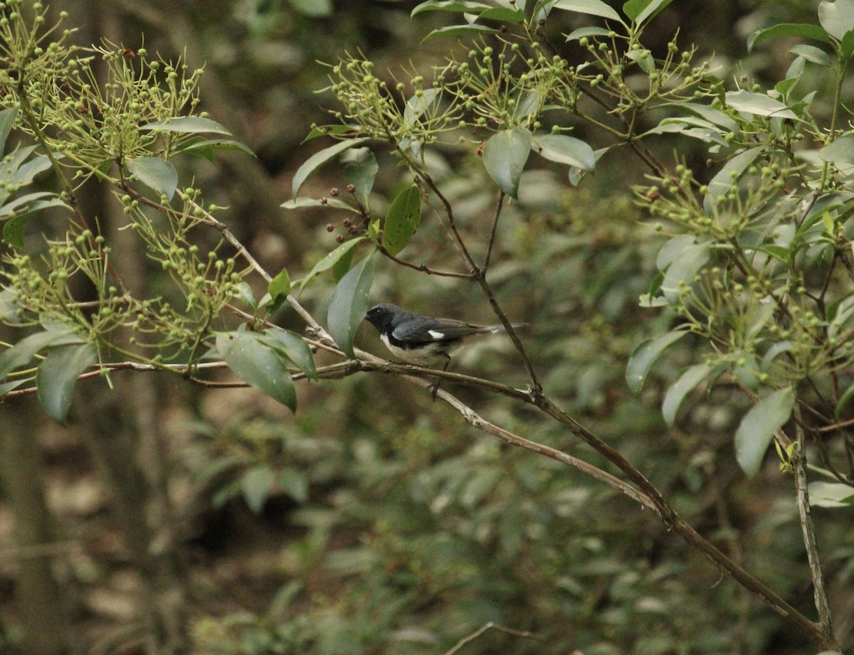 Black-throated Blue Warbler - ML592347991