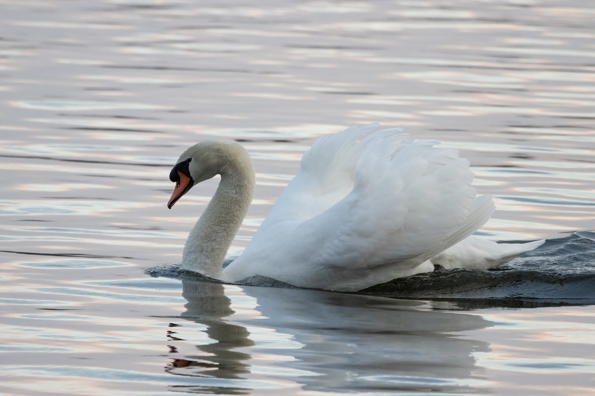 Mute Swan - Kalpesh Krishna