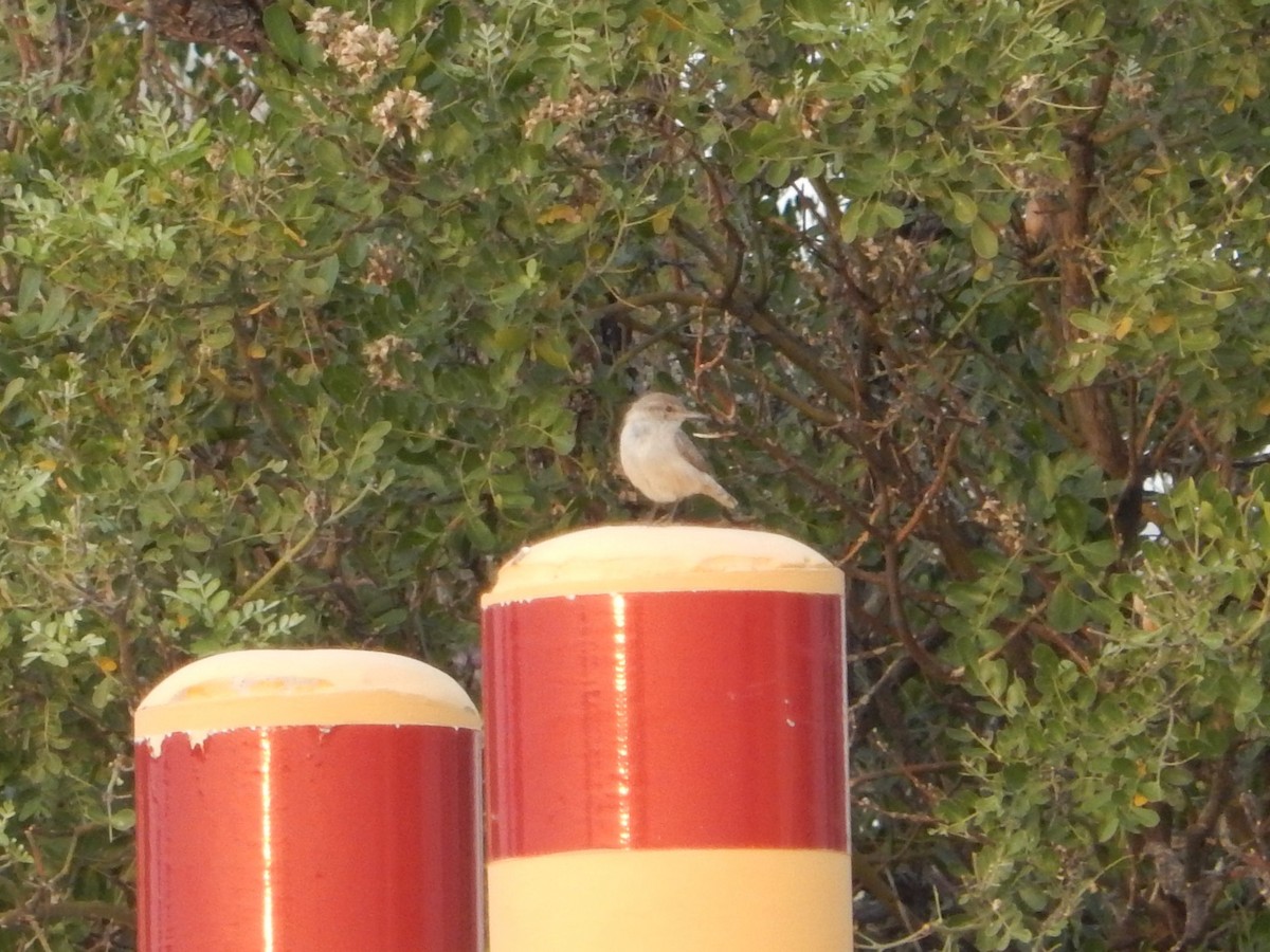 Rock Wren - ML592349121