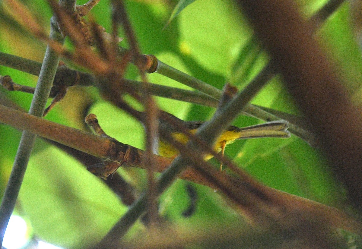 Mountain Tailorbird - Rofikul Islam