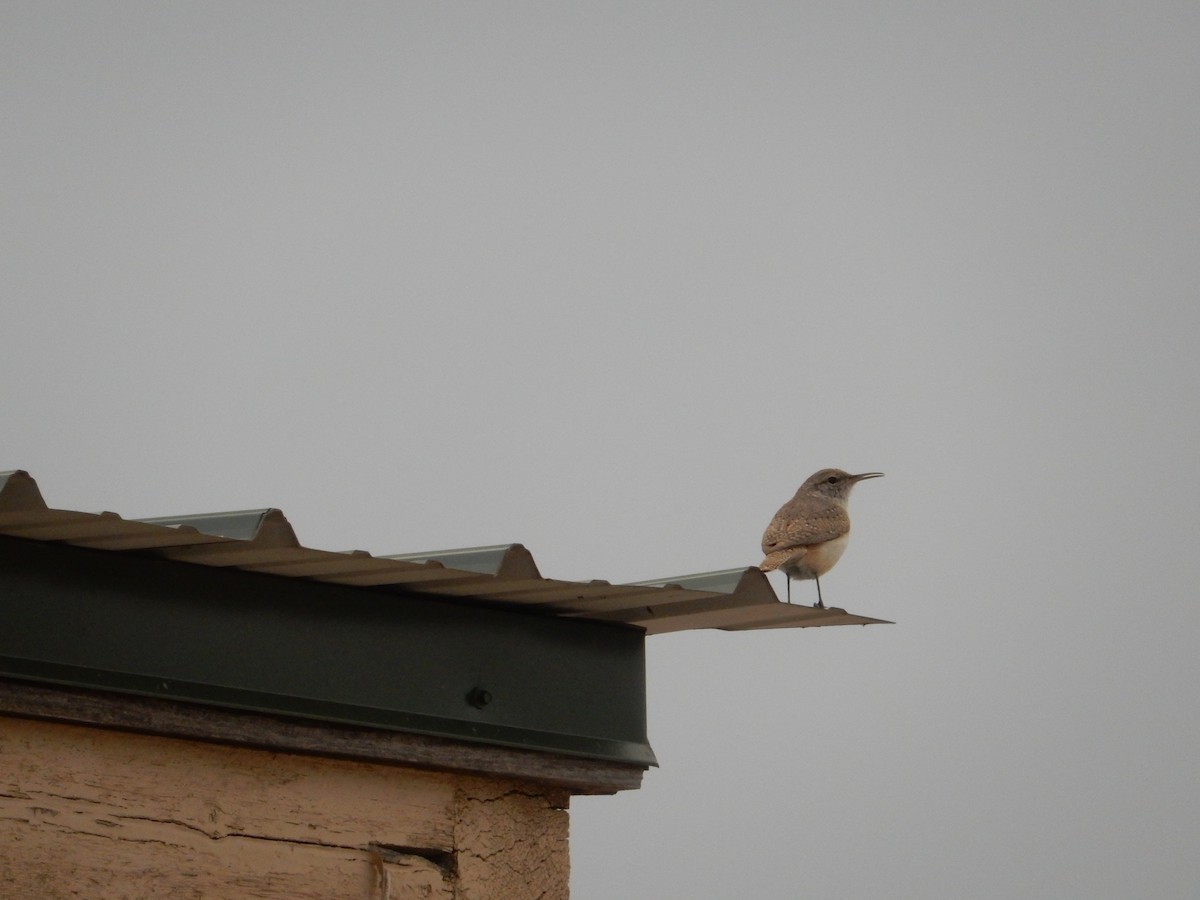 Rock Wren - ML592349511