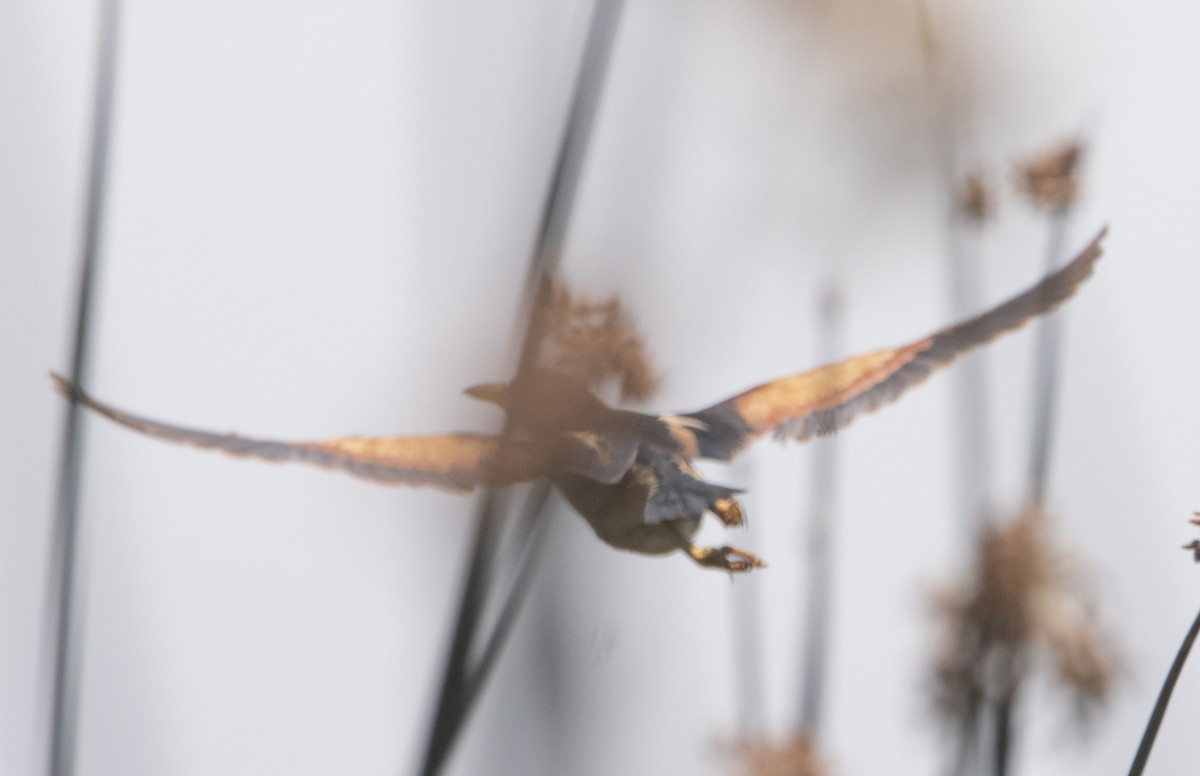 Least Bittern - ML592349651