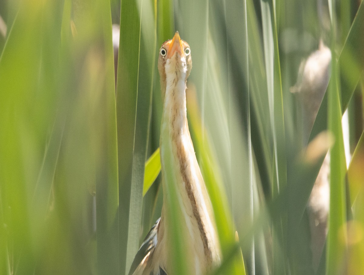 Least Bittern - Liam Huber