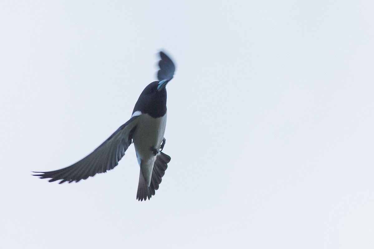 Great Woodswallow - ML592349731