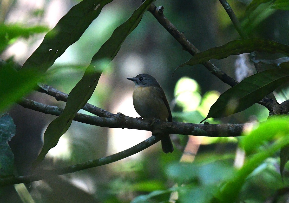 Pale-chinned Flycatcher - Rofikul Islam