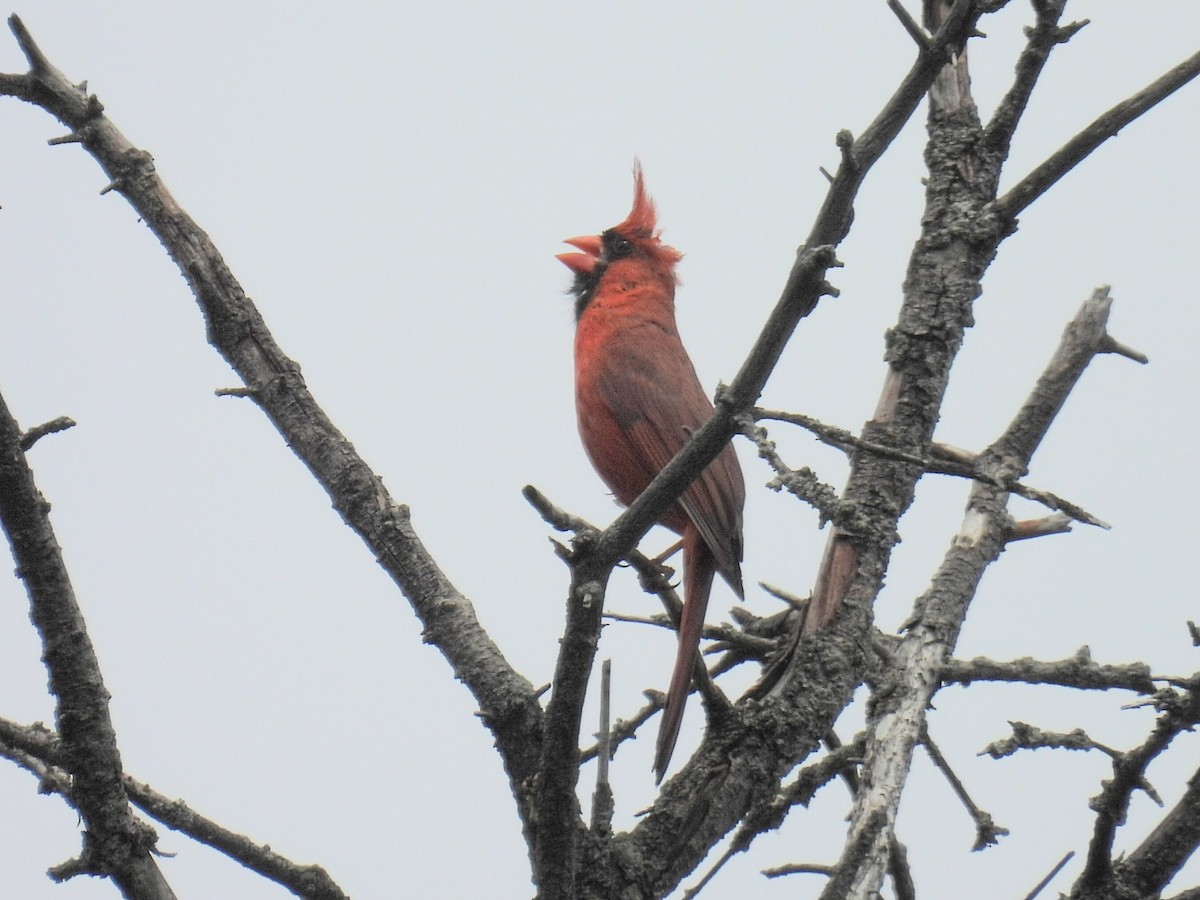 Northern Cardinal - ML592350281