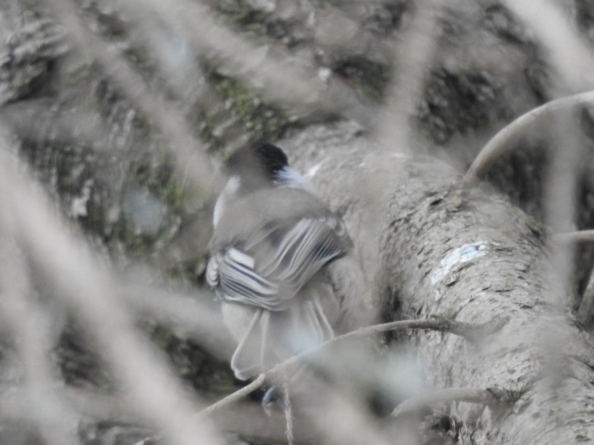 Black-capped Chickadee - ML592350481