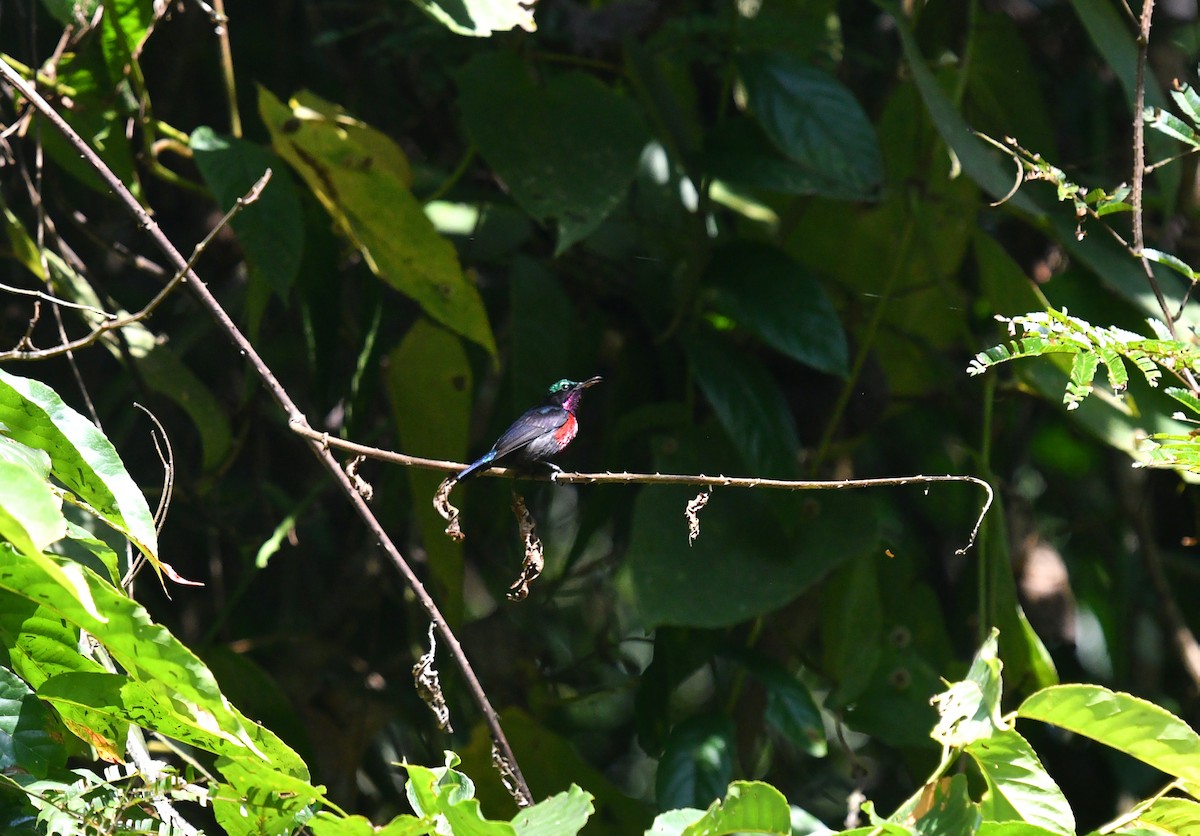 Van Hasselt's Sunbird - Rofikul Islam