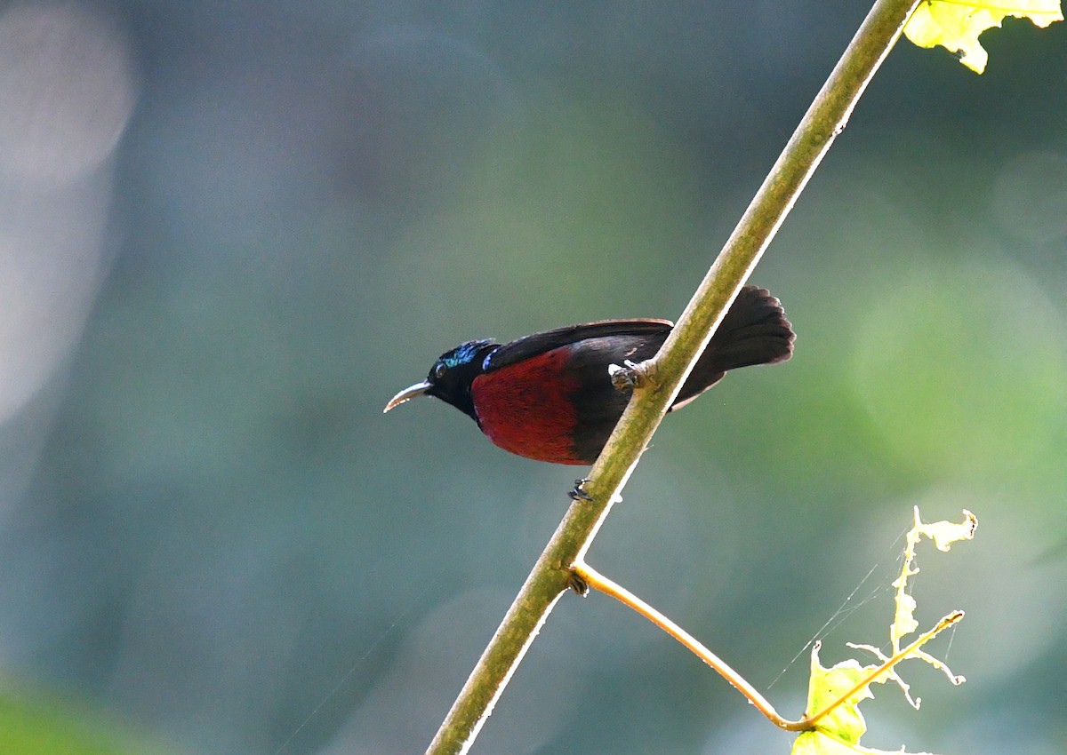 Van Hasselt's Sunbird - Rofikul Islam