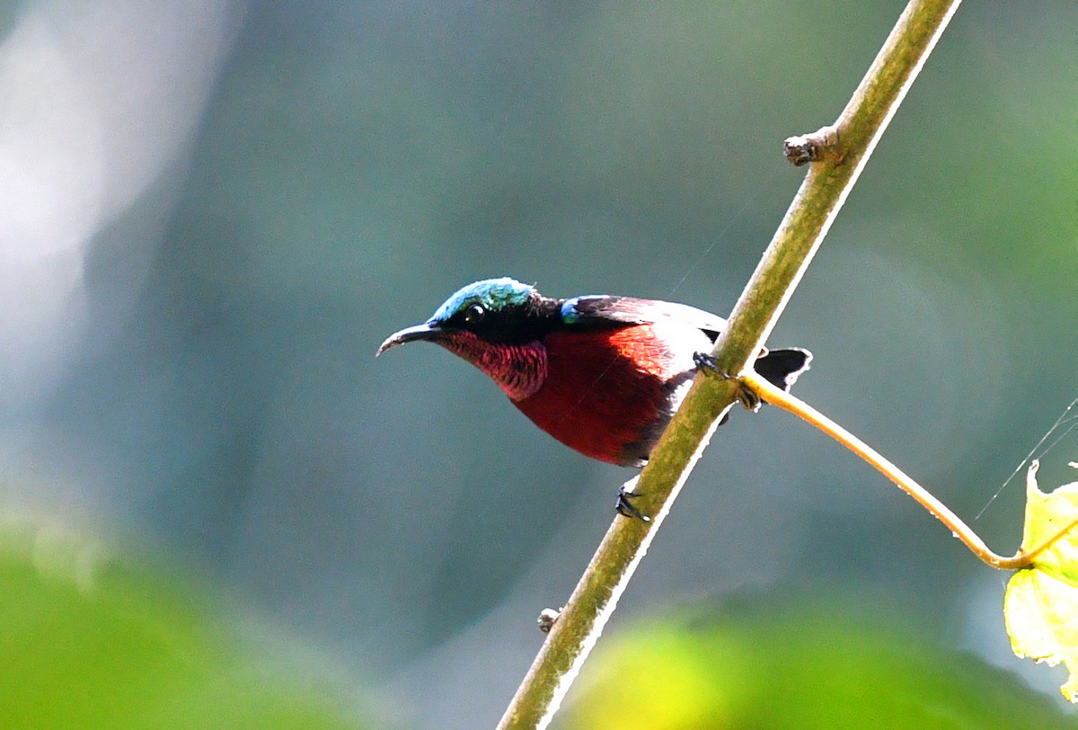 Blauglanz-Nektarvogel - ML592350581