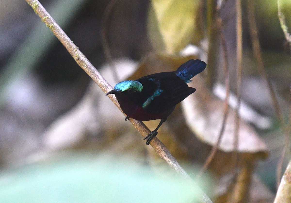 Van Hasselt's Sunbird - Rofikul Islam