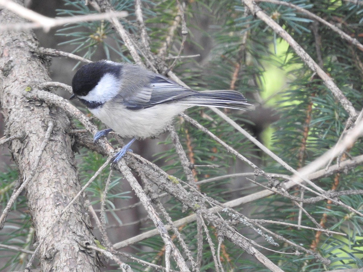 Black-capped Chickadee - ML592350631