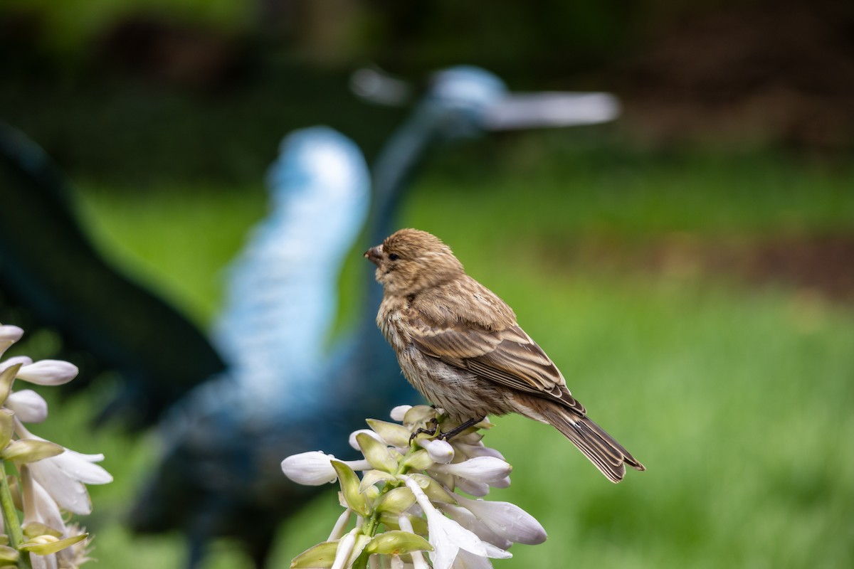House Finch - ML592350641